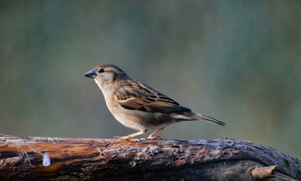 Closeup shot of a sparrow perched atop a rough tree trunk