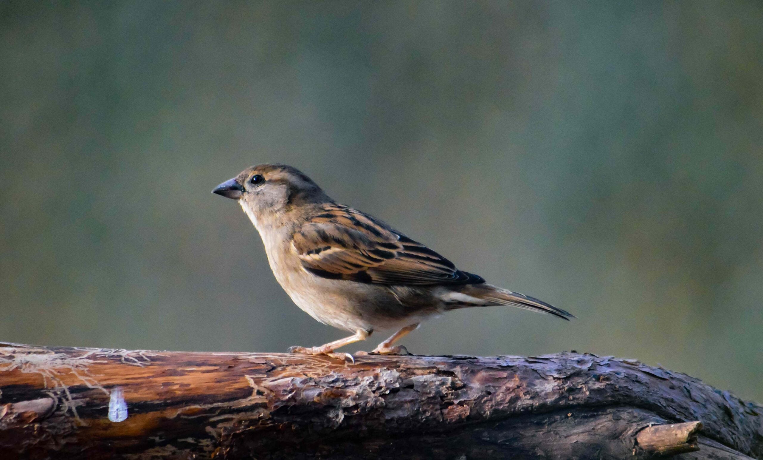 Closeup shot of a sparrow perched atop a rough tree trunk