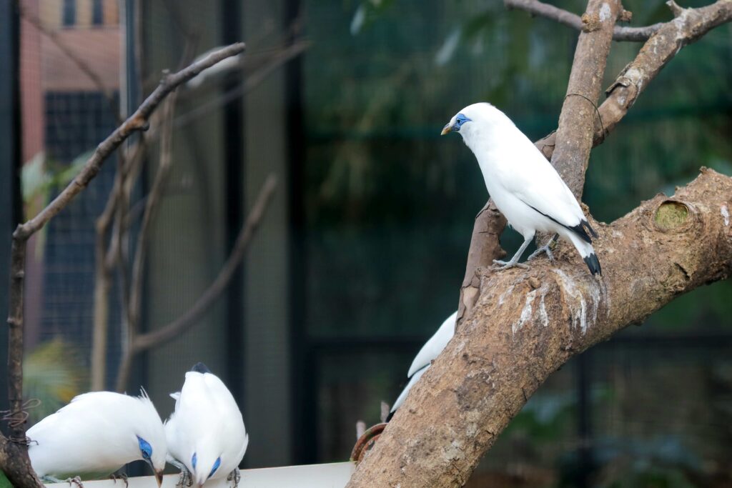 group of bali myna bird sitting on branch 2025 03 16 00 59 36 utc