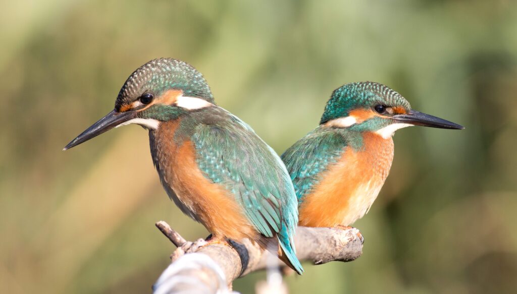 Kingfisher, Alcedo Two young kingfishers peer into the river