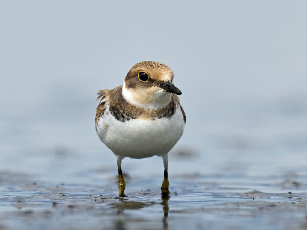 Little ringed plover (Charadrius dubius)