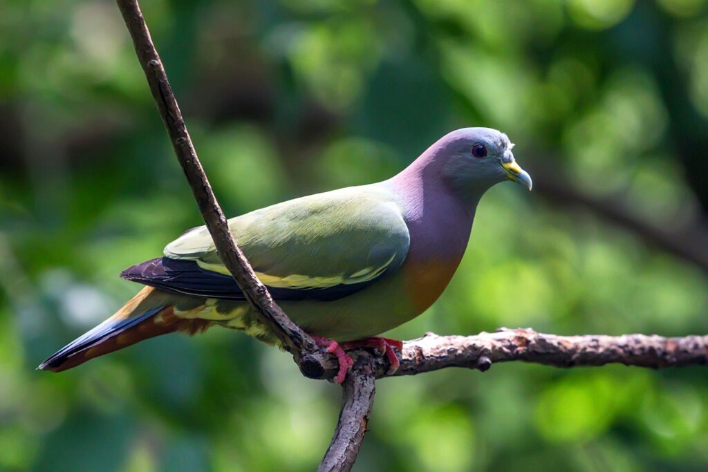 Orange breasted Green Pigeon or Treron bicinctus