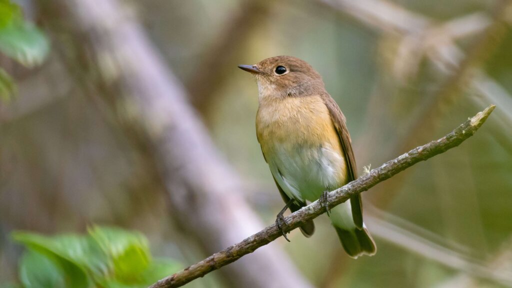 Red breasted Flycatcher perching on tree branch