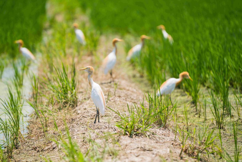Scenic view of egrets standing in a lush green rice field