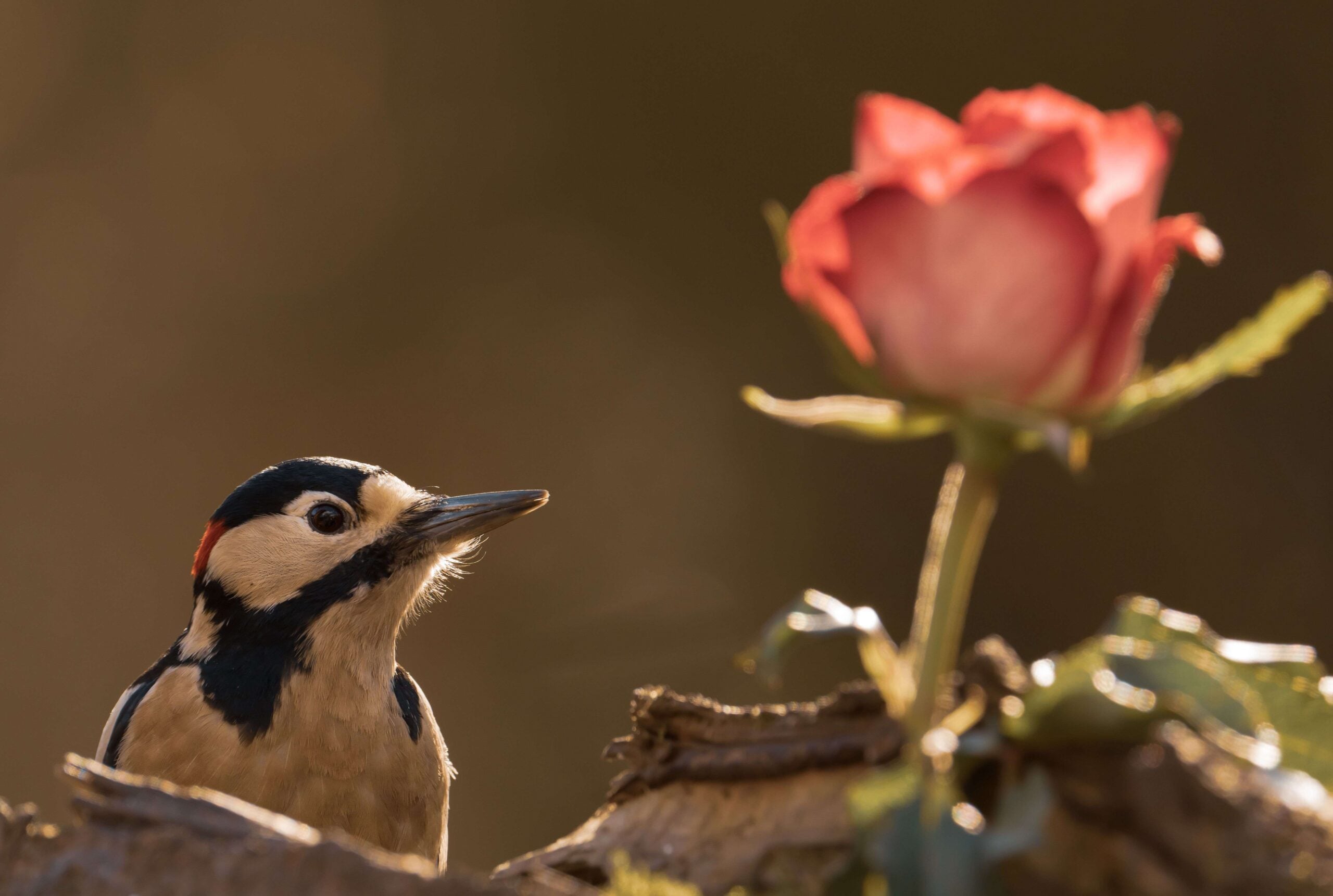 Selective focus shot of a great spotted woodpecker (Dendrocopos major) in its natural habitat