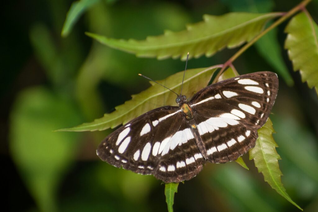 Common Sailor Butterfly