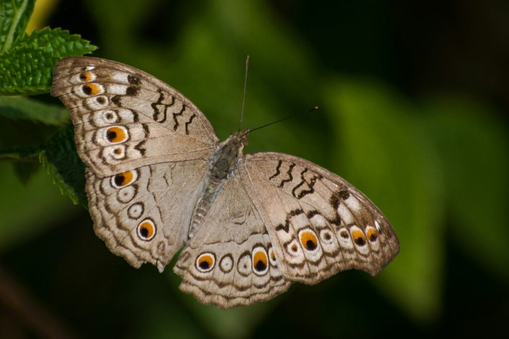 Grey Pansy Butterfly