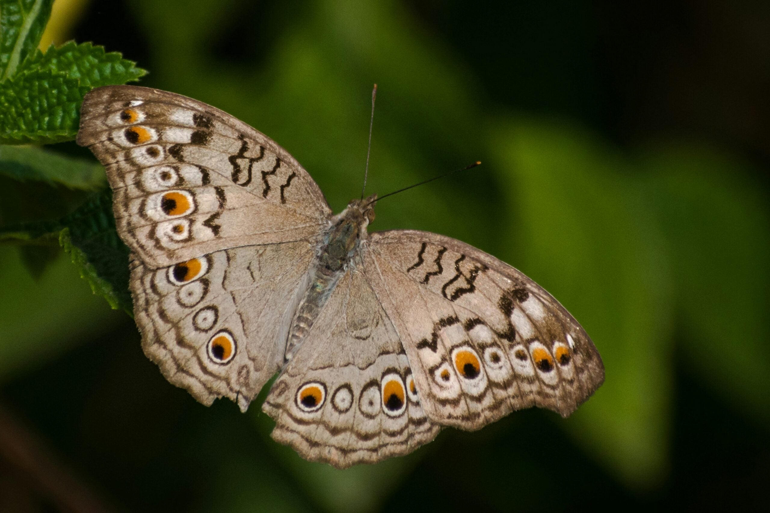 Grey Pansy Butterfly