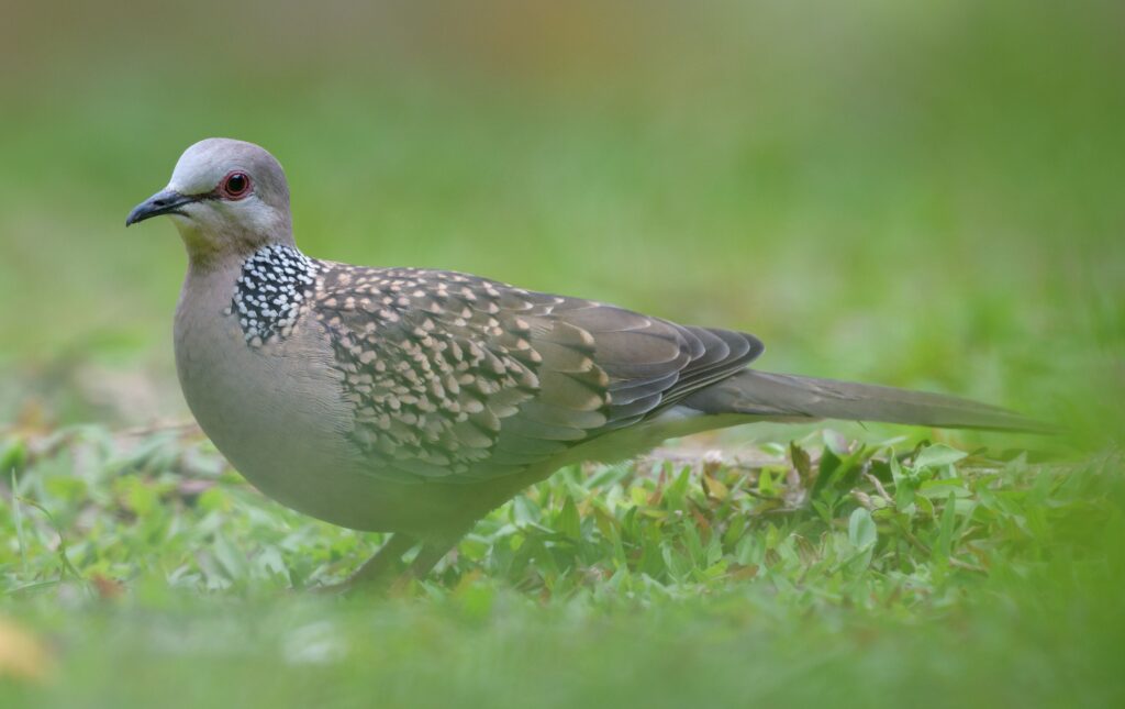 Spotted dove bird searching for food on the ground Photograph through the grasses