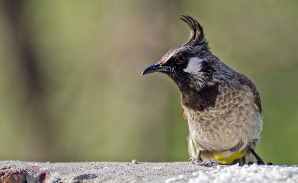 yellow vented bulbul 2024 10 18 07 40 54 utc