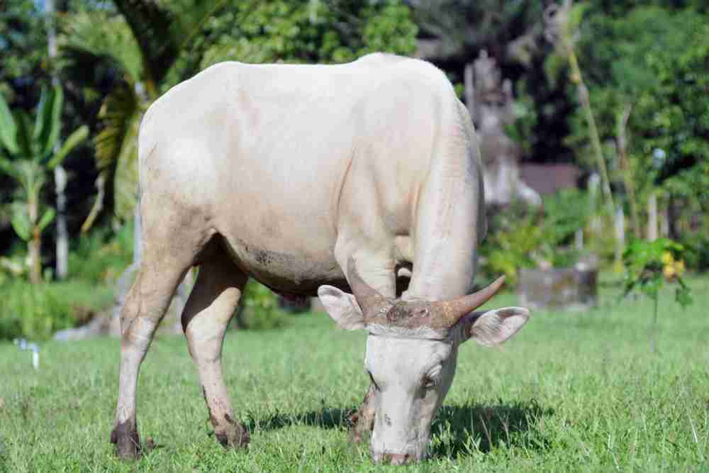 Taman Lembu Putih
