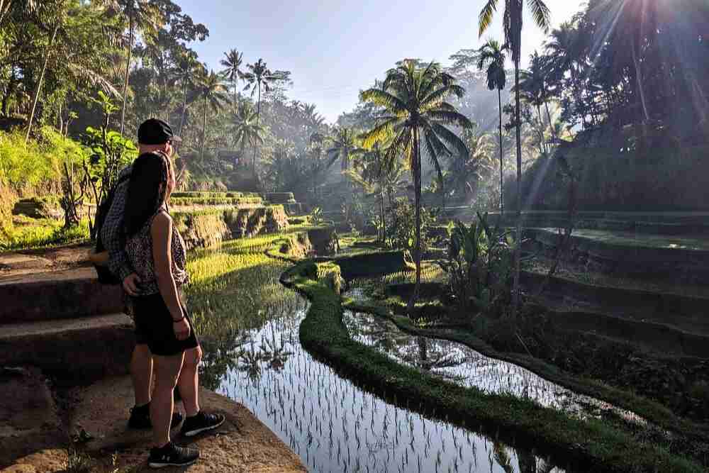 Wisata Trekking Sawah Desa Taro