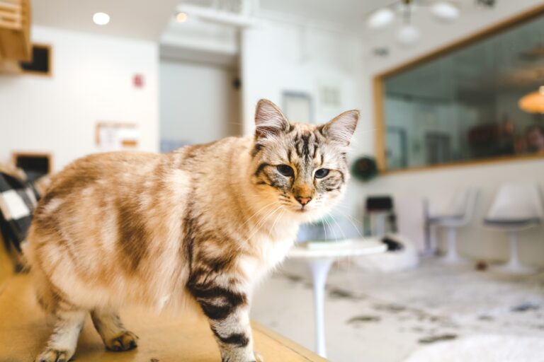 beautiful cat 2025 01 08 14 26 04 utc
