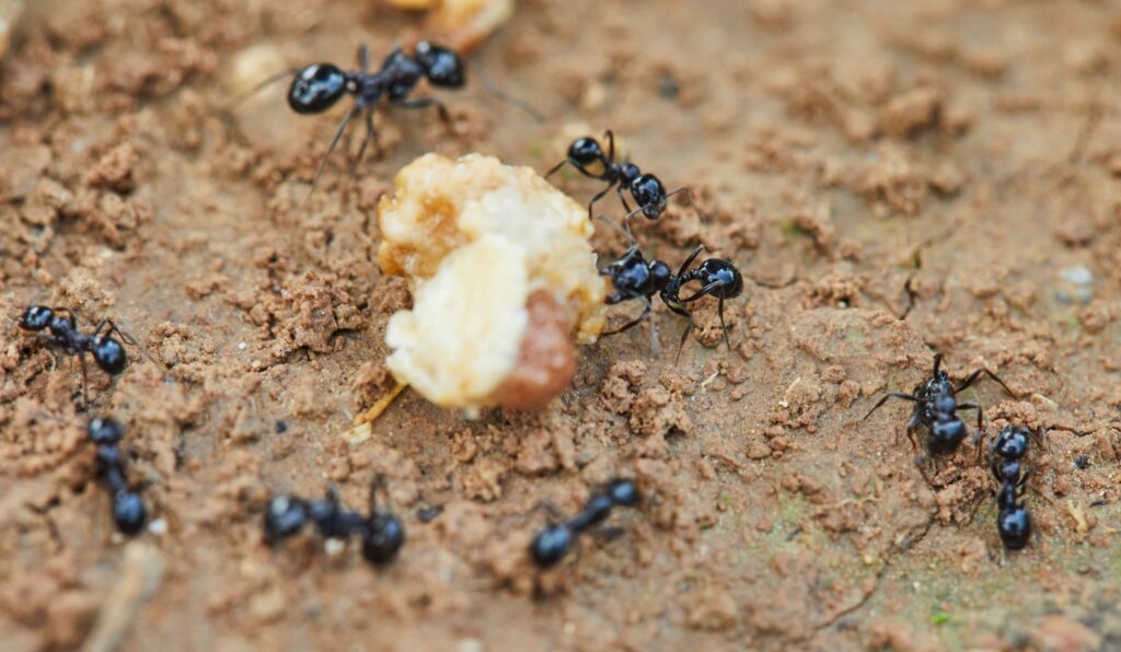 Ants around prey are trying to drag into their home, closeup