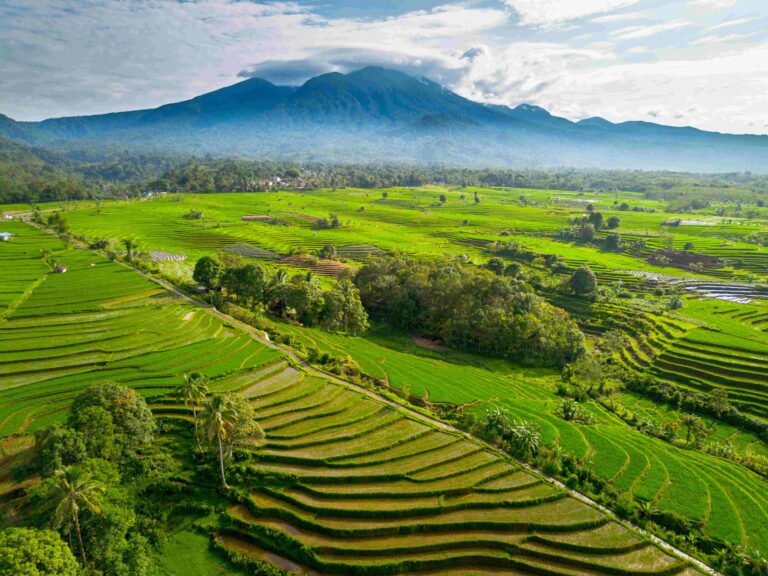 beauty landscape paddy fields natural beautiful mo 2025 02 10 15 49 11 utc