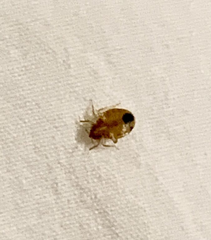 bed bug on a sheet 2025 01 25 23 54 51 utc