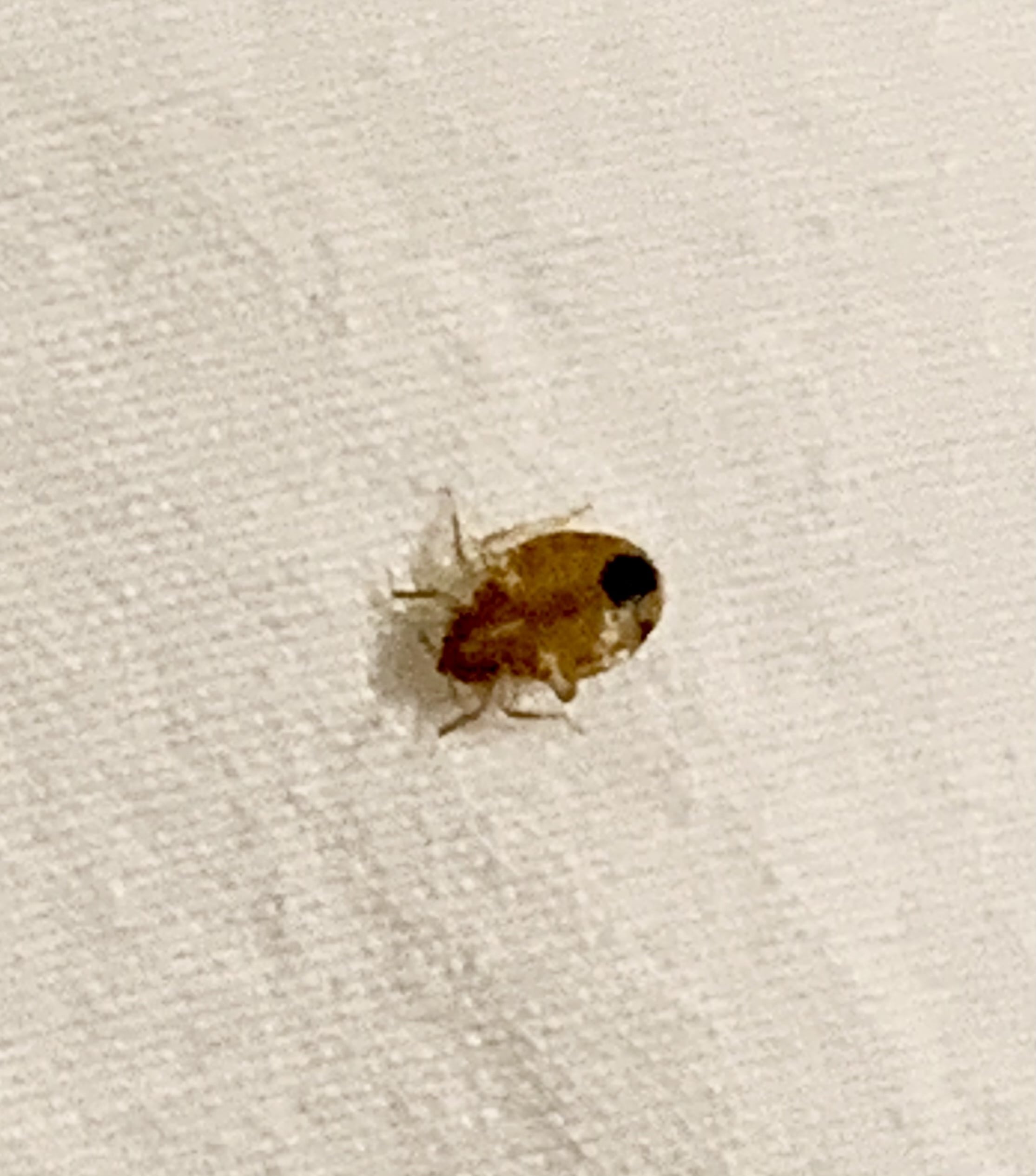 bed bug on a sheet 2025 01 25 23 54 51 utc