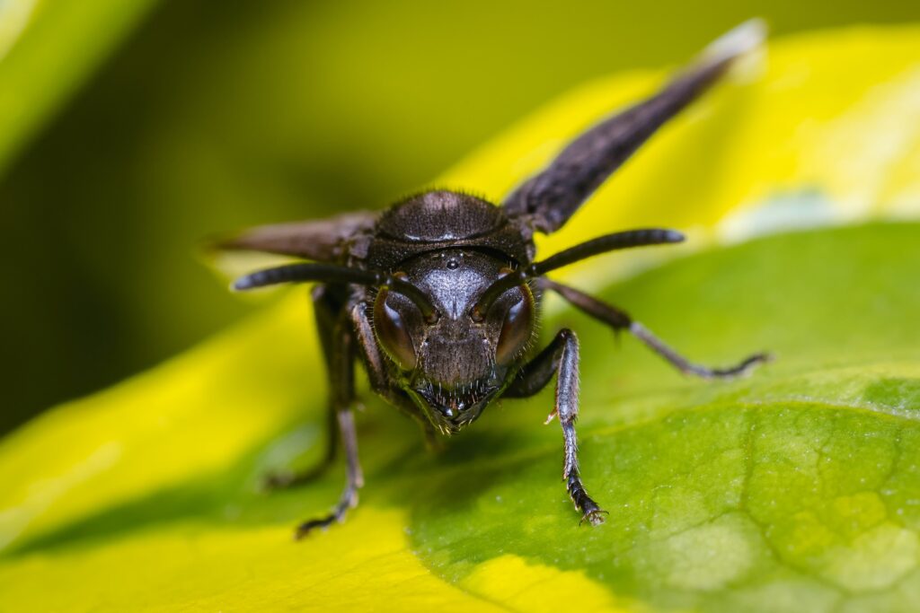 Black wasp perched among the leaves of a tree