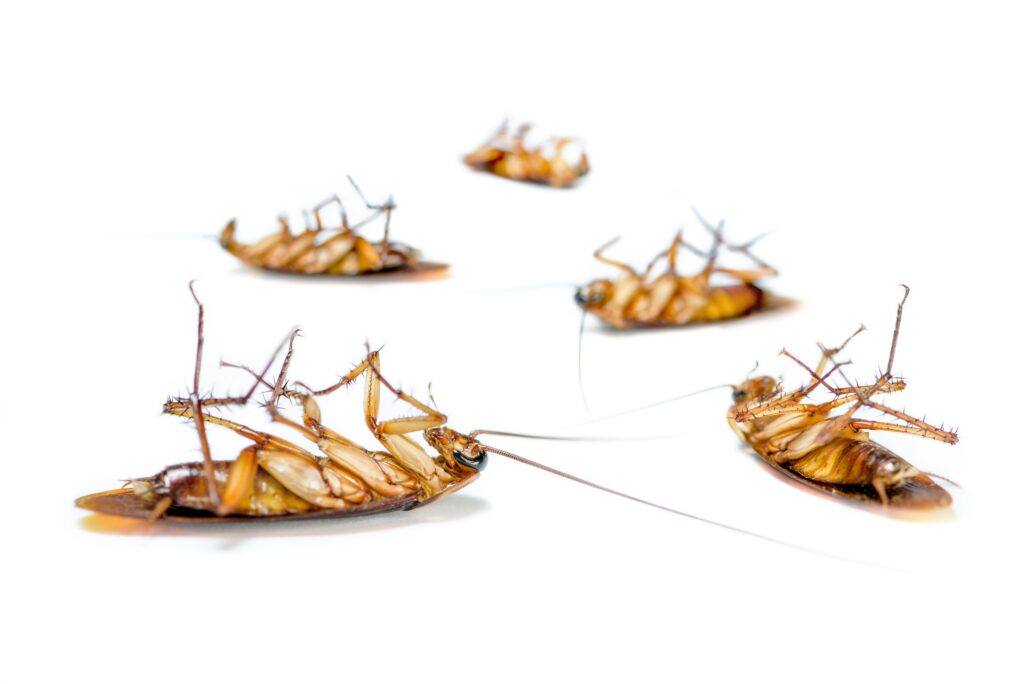 Close up group cockroach dead on white background