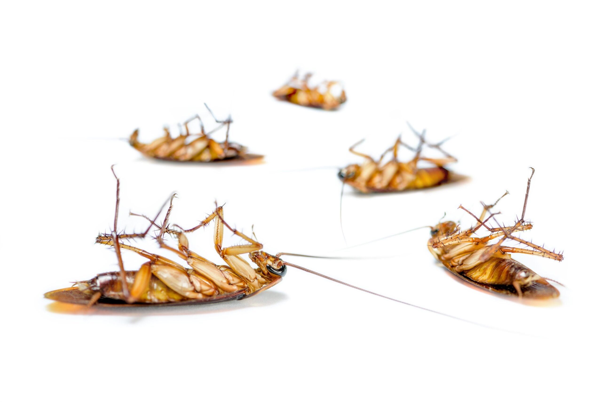 Close up group cockroach dead on white background