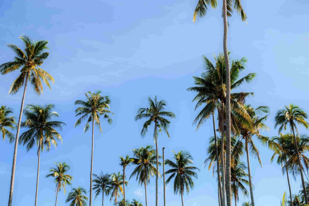 Coconut tree at sky