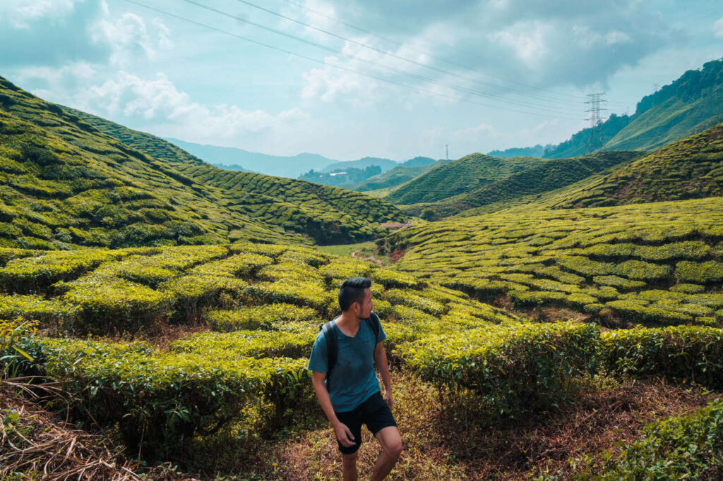 malaysia cameron highlands travel photo 20190317083154363 main image