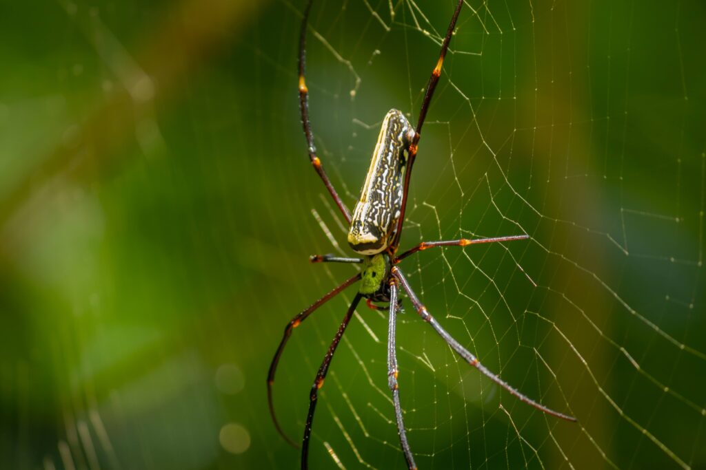 Red Legged Golden Orb Spider Close up, sunlight hitting on its body, forest background