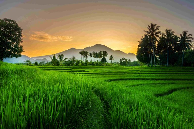 View of Indonesia in the morning, village atmosphere of green rice fields