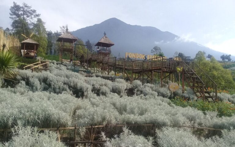 Hamparan Bunga Kasna Foto Gmap Nurdin Iman e1571211247263