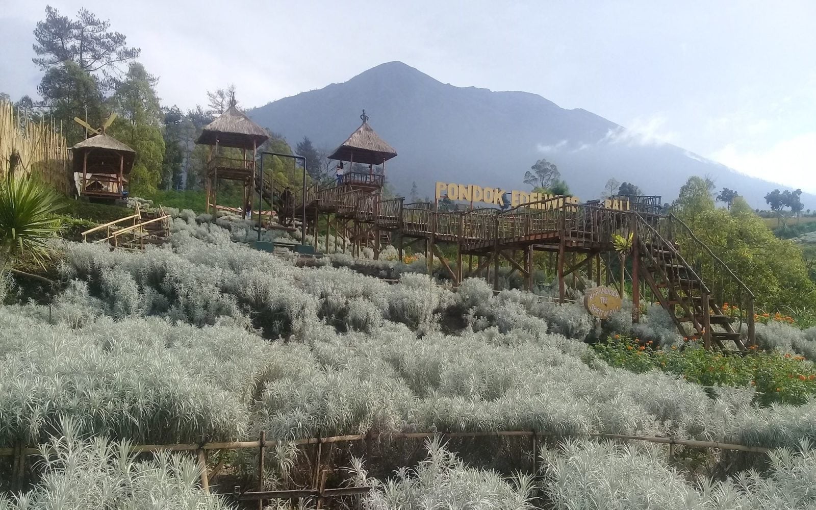 Hamparan Bunga Kasna Foto Gmap Nurdin Iman e1571211247263