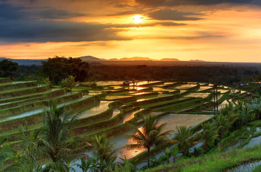 Jatiluwih Rice Terraces Bali Guide