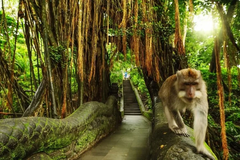 b62dece3 6d8d 48db a3a7 aa3f80933af7 ubud skip the line monkey forest sanctuary ticket and guided tour xlarge