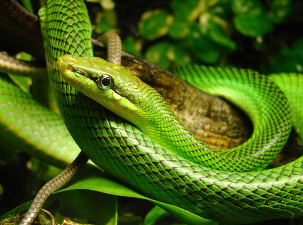 Island Pit Viper