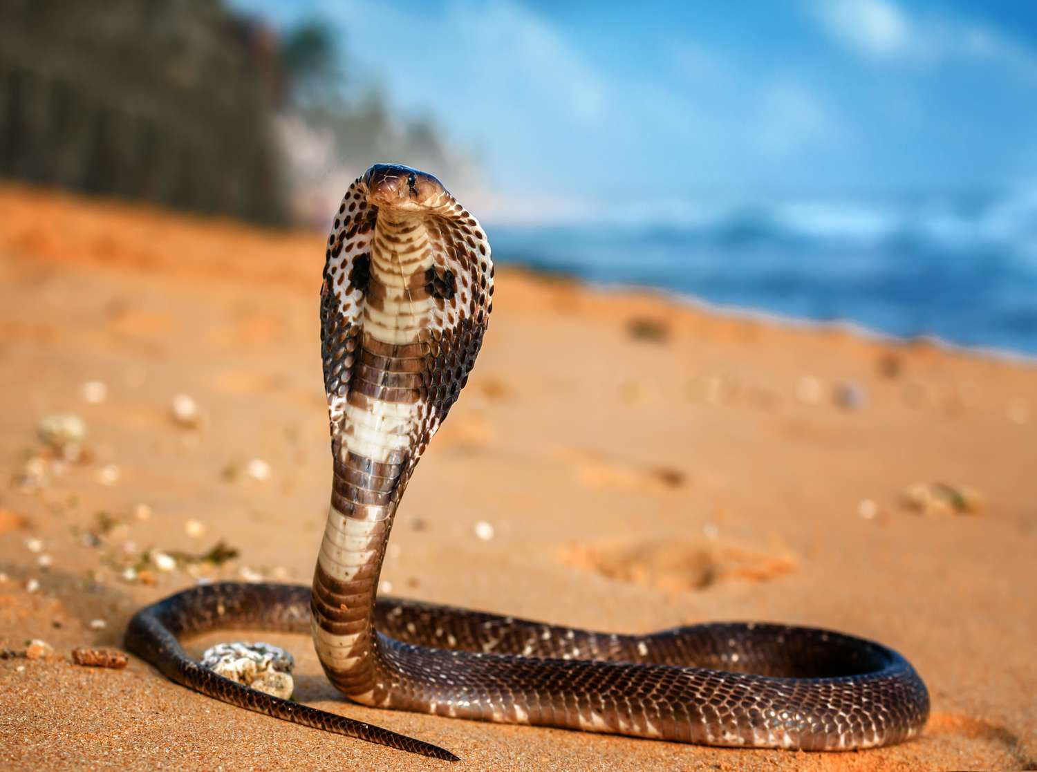 King Cobra Bali