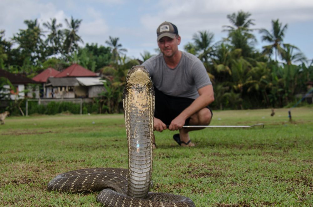 King Cobra Bali