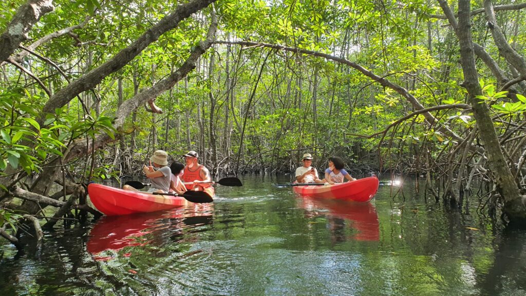 Mangrove Forest lembongan