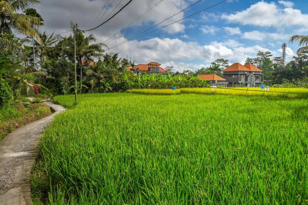 Penestanan Rice Field Walk, Ubud