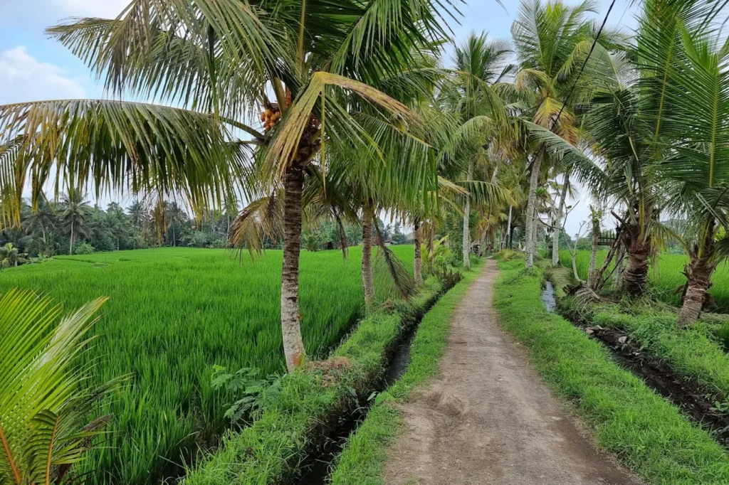 Sweet Orange Walk Trail