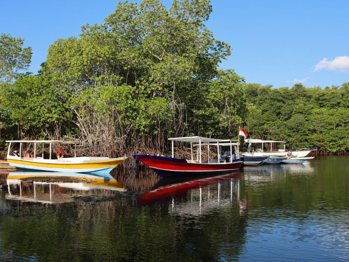 Have A Mangrove Forest Boat Tour