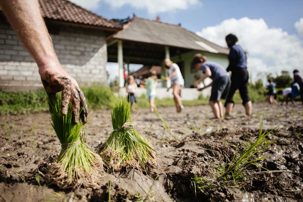 Farming Experience in Bali Astungkara Way 6