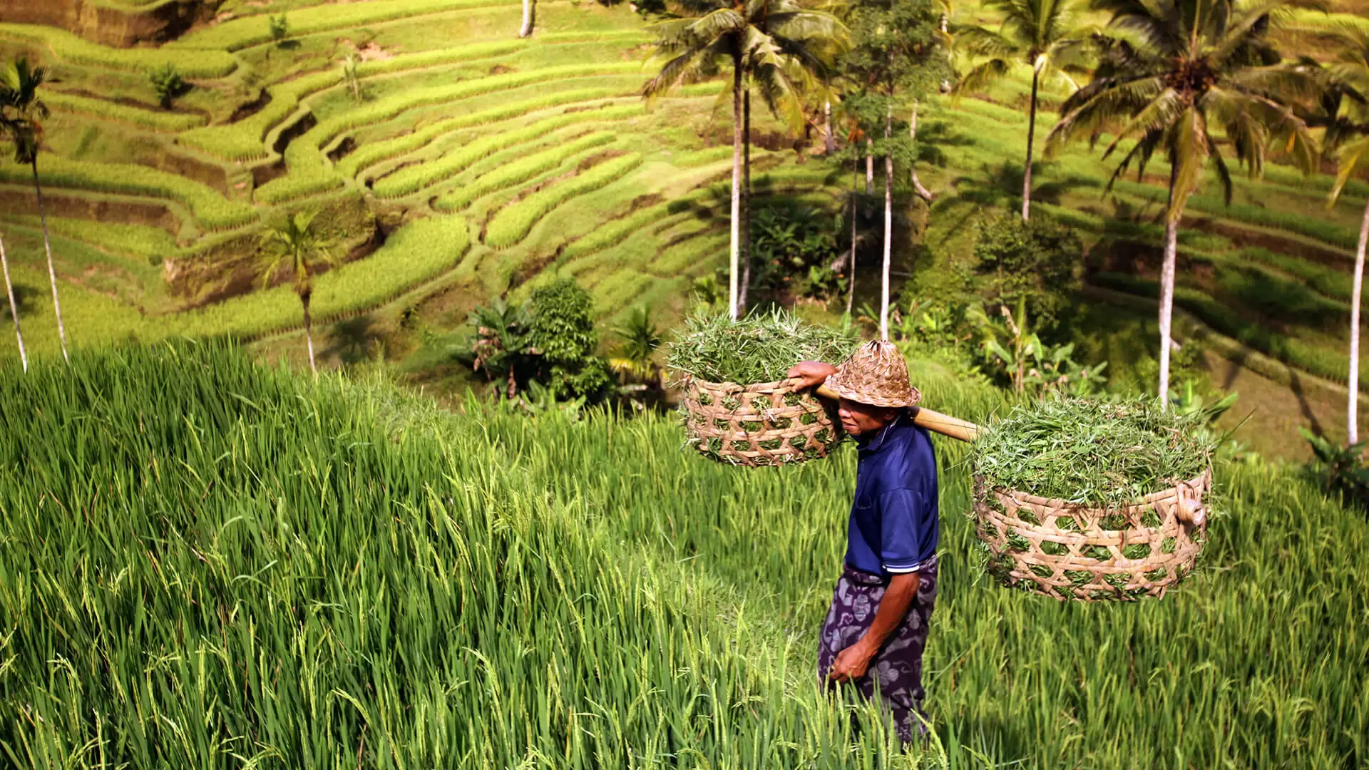 bali farming