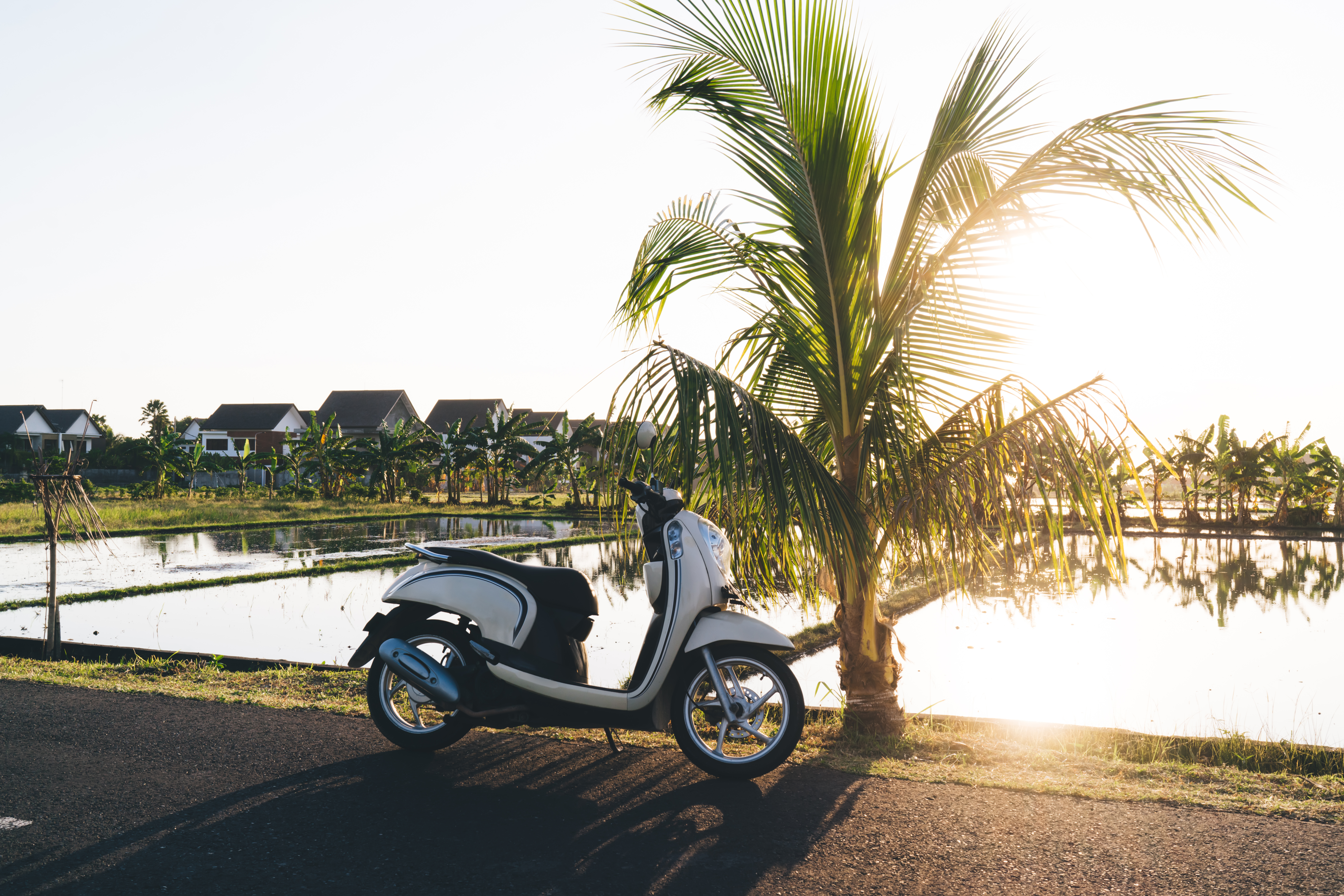 lonely motorcycle parked near tropical plant