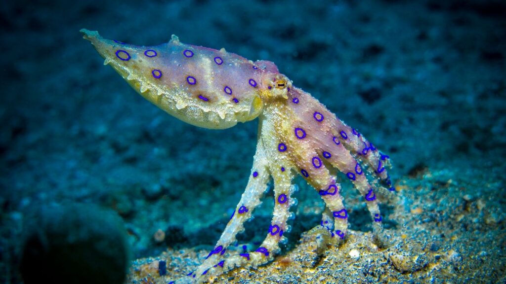 Dangerous Animals In Bali