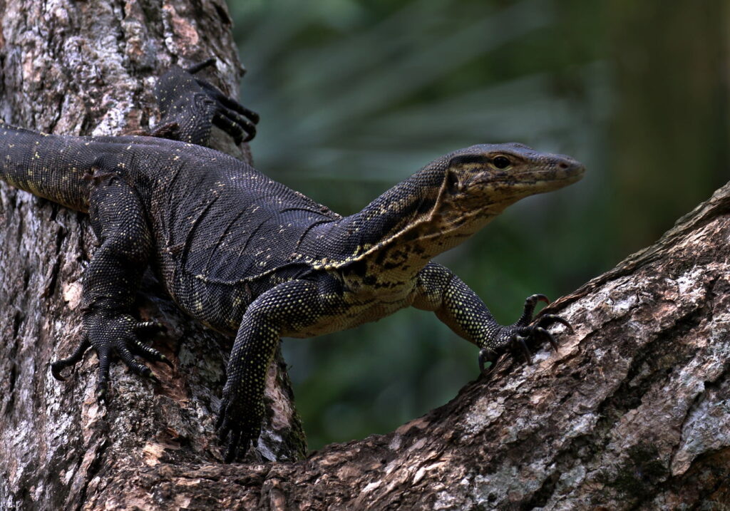 Dangerous Animals In Bali
