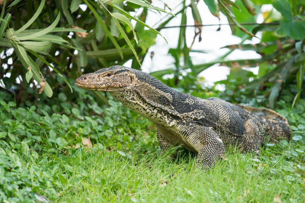 Dangerous Animals In Bali