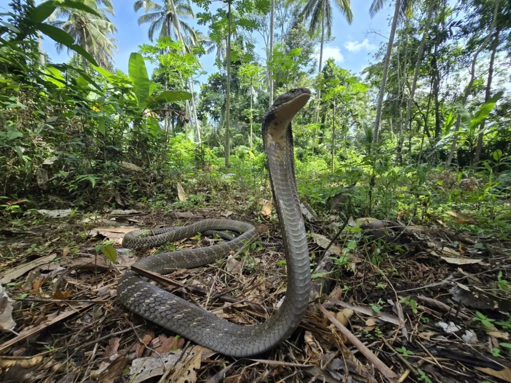 Dangerous Animals In Bali