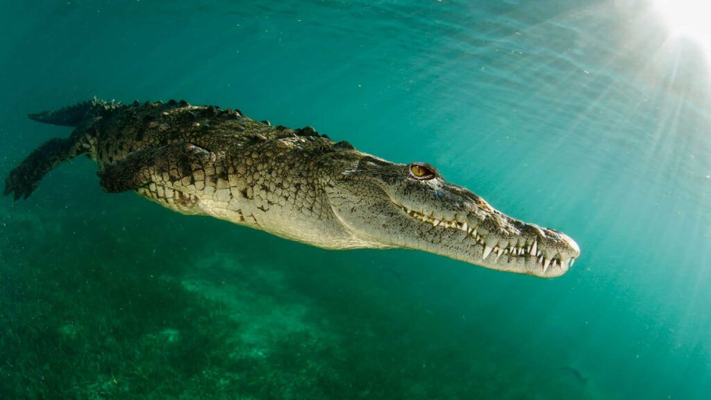 Dangerous Animals In Bali