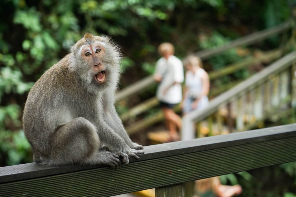 Dangerous Animals In Bali