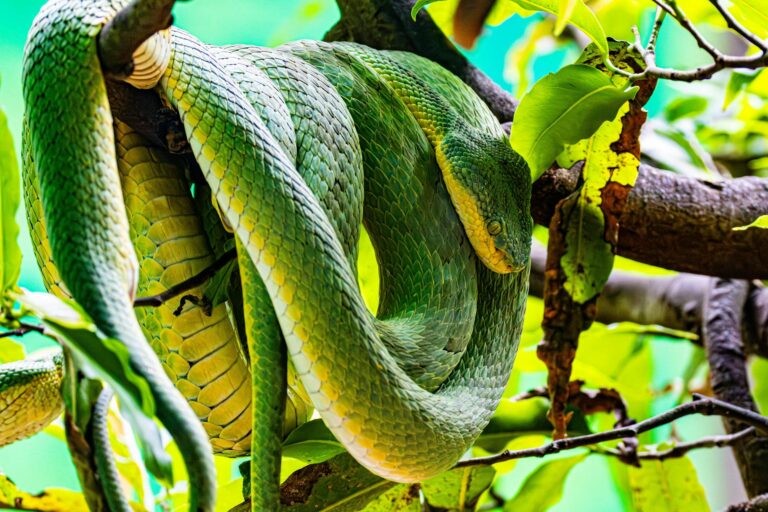 Dangerous Animals In Bali
