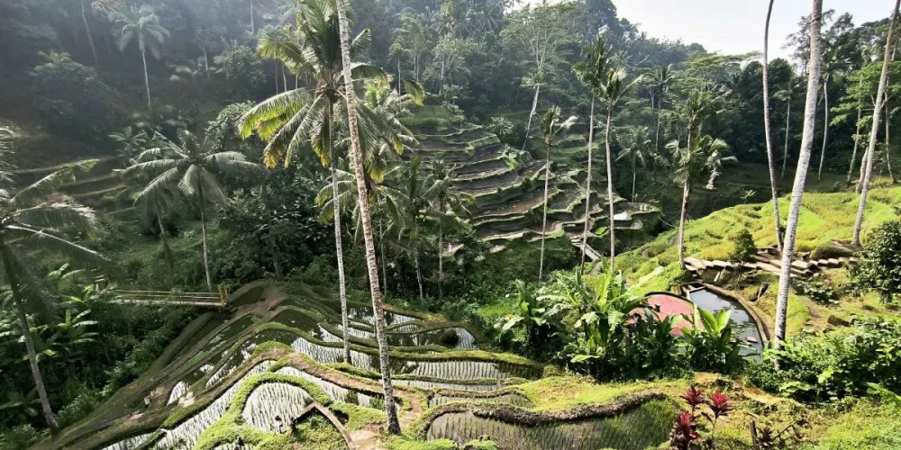 central bali
